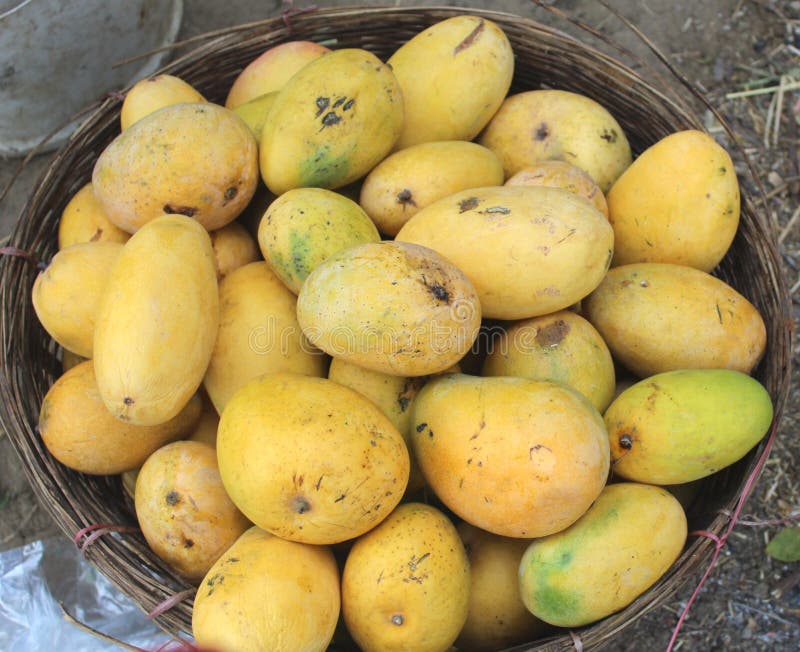 Indian alphonso mangoes stock photo. Image of fruit, exotic - 20015344