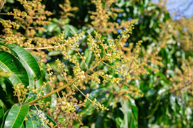 The Mango Bouquet or Mango Flower is Blooming Full on the Mango Trees
