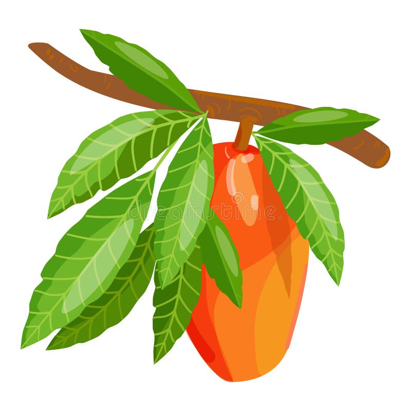 Mango Branch Icon Cartoon . Tropical Leaf Stock Illustration