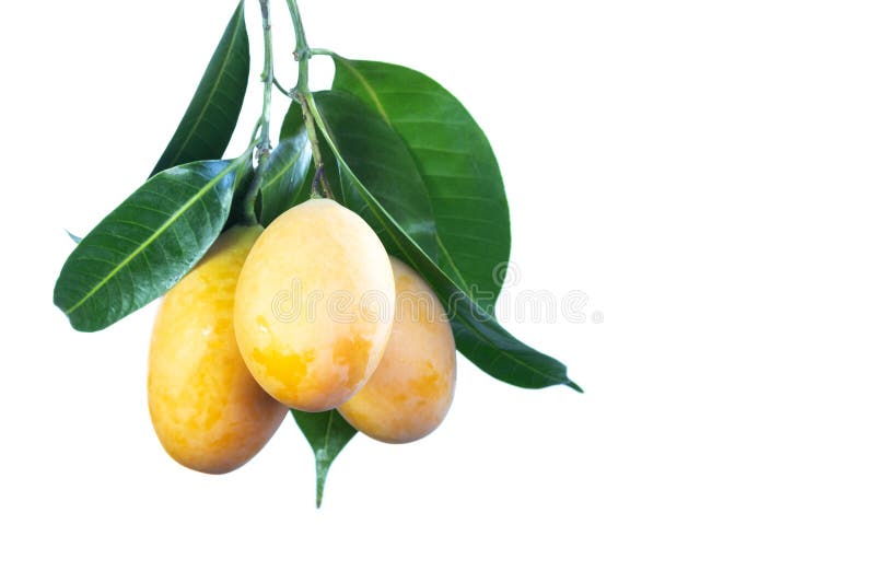 Mango Chid, a tropical fruit of Thailand. Fruit with white background. Sweet Yellow Marian Plum. Plango stock images