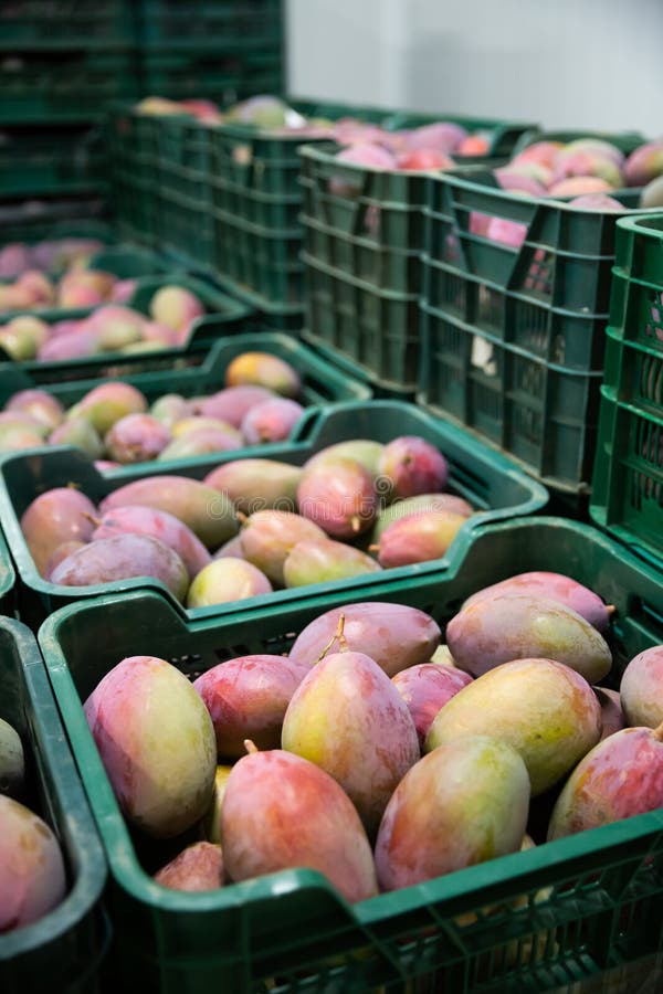 Mango in Crates in Fruit Packaging Warehouse Stock Photo Image of