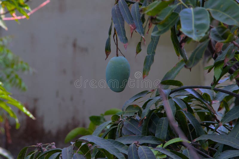 overweight but hawt with sexy hanging mangos