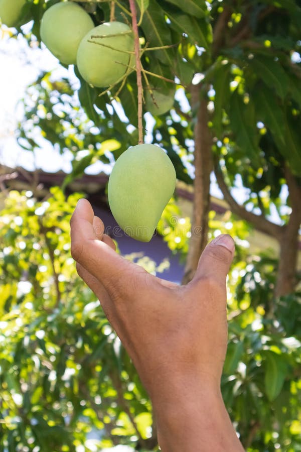 Mango della tenuta della mano Mango fresco a disposizione immagini stock libere da diritti Mango della tenuta della mano Mango fresco a disposizione immagini stock libere da diritti