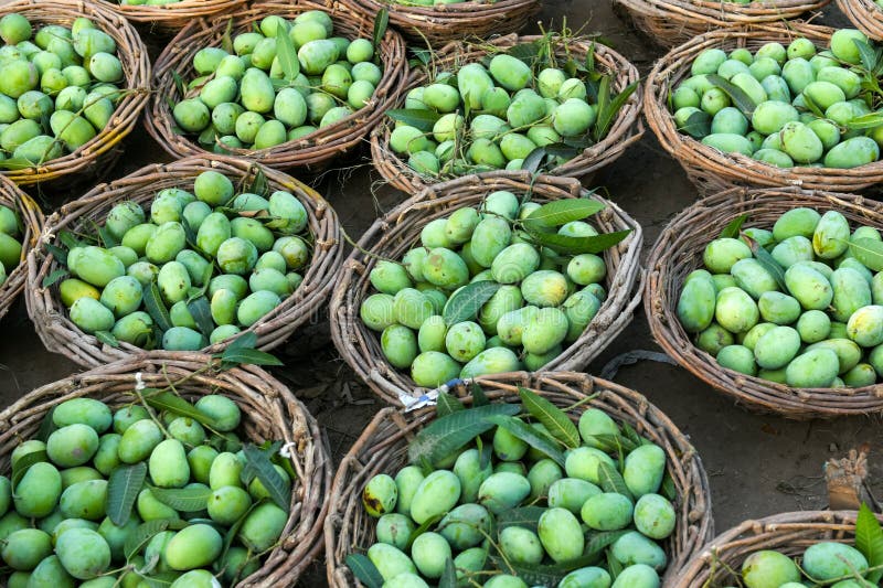 Sweet Organic Raw Mangoes in the Baskets for Sale in the Fruit Market in India and Pakistan