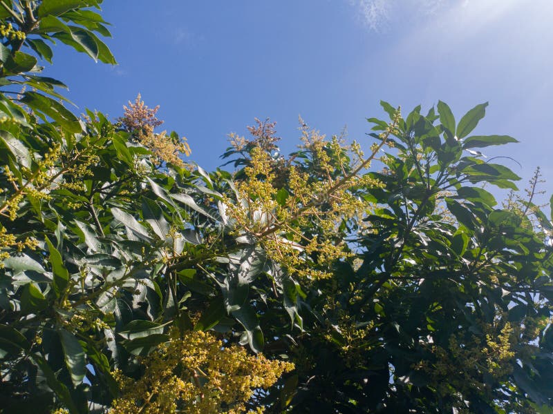 The Mango Flower that Blooms Will a Fruit, with Copy Space Stock