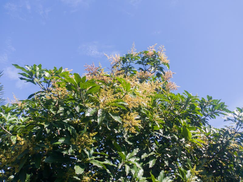 The Mango Flower that Blooms Will a Fruit, with Copy Space Stock