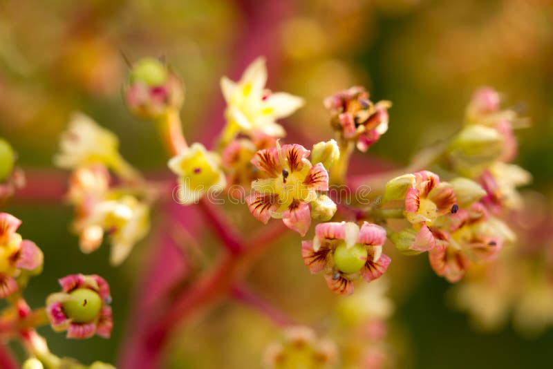 Mango flower brunch are blossoming on summe