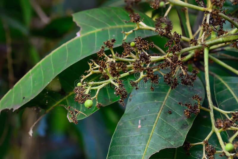 Mango flowers stock image. Image of flora, garden, flower 85882115