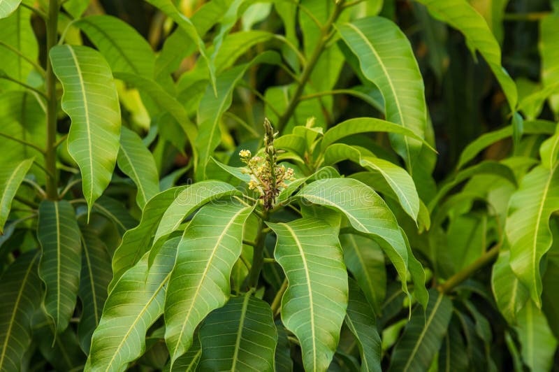 Mango Flowers Blooming In Summer Stock Image Image of tree