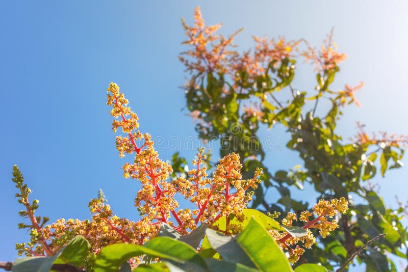 Mango Flowers on the Bud of Tree Stock Image - Image of natural ...