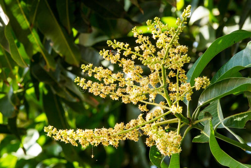 Fly on mango flower stock photo. Image of insect, garden 124672328