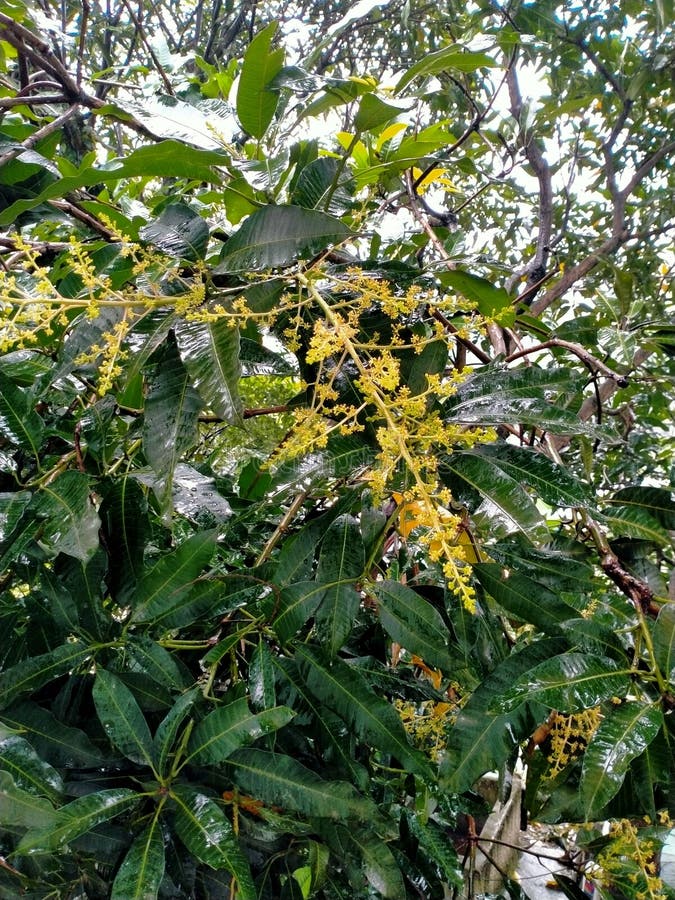 Mango Flowers that Have Not yet Fruit Stock Image Image of