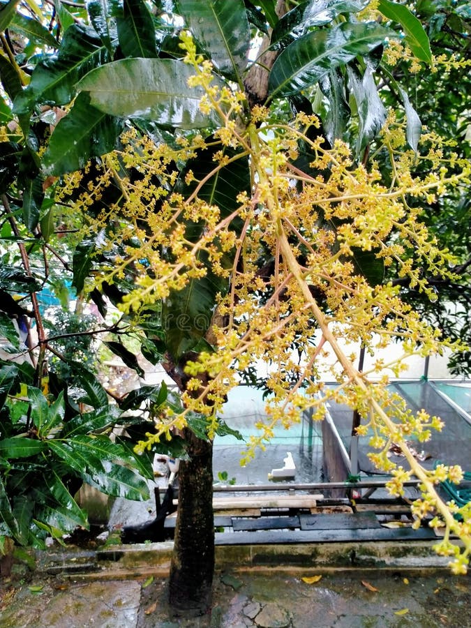 Mango Flowers that Have Not yet Fruit Stock Image Image of