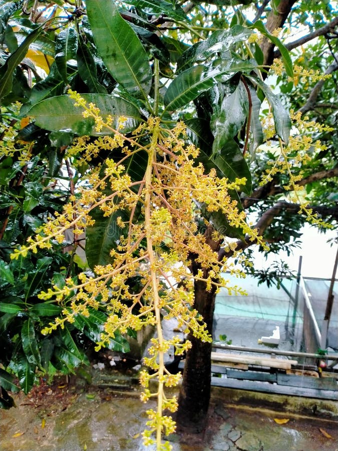 Mango Flowers that Have Not yet Fruit Stock Photo Image of
