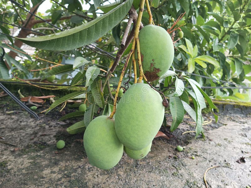 Mango Fruit that Depends on the Mango Tree Branch Stock Photo Image