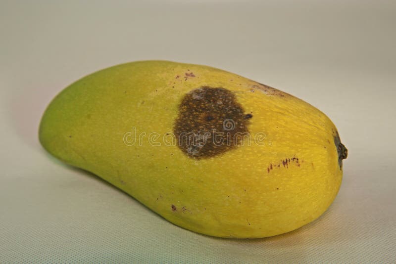 Mango fruit disease stock photo. Image of moldings, nutrition 93659706