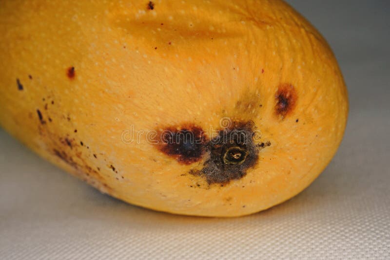 Mango fruit disease stock photo. Image of healthy, detail 89134312