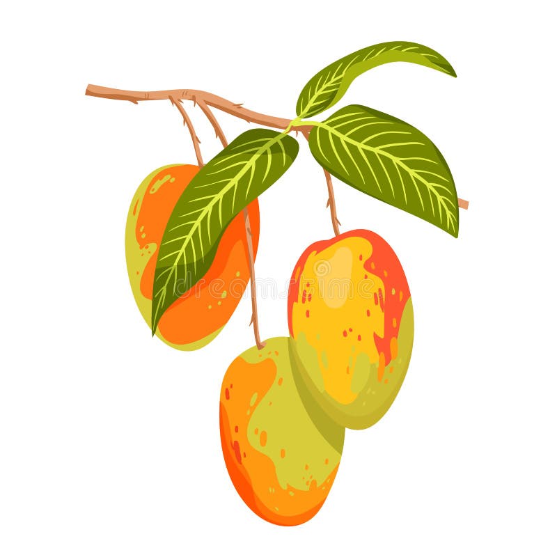 Premium Vector | Hand drawn flat color mango tree illustration