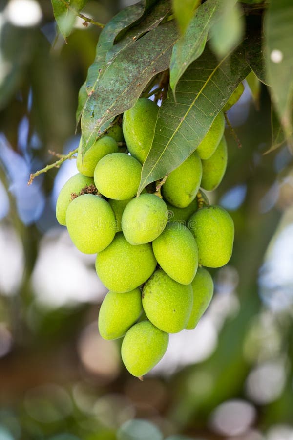 Mango fruit stock image. Image of healthy, fresh, natural 38908475
