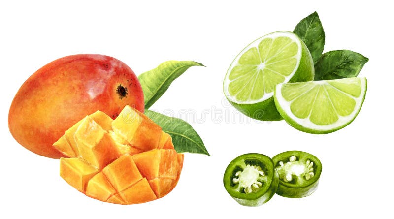 Mango fruit lime jalapeno watercolor isolated on white background