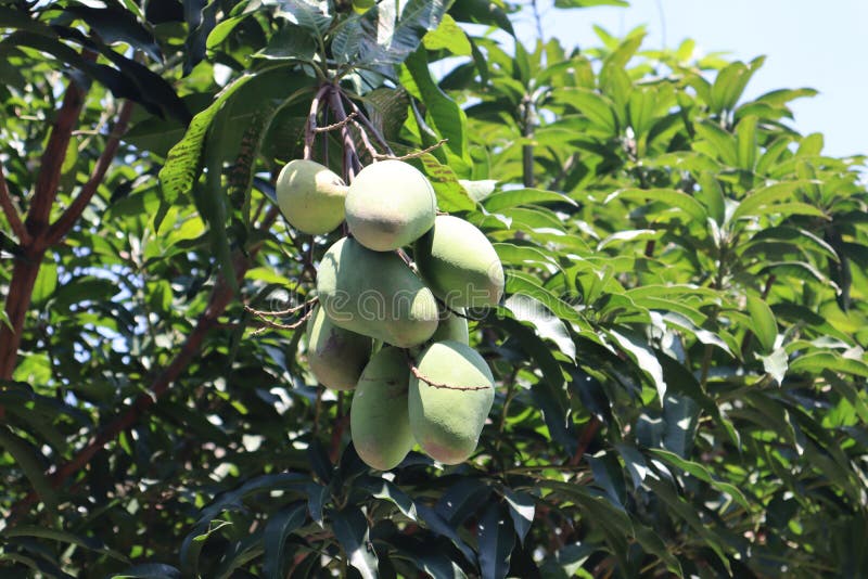 Mango fruit stock image. Image of food, flower, mango 257554733