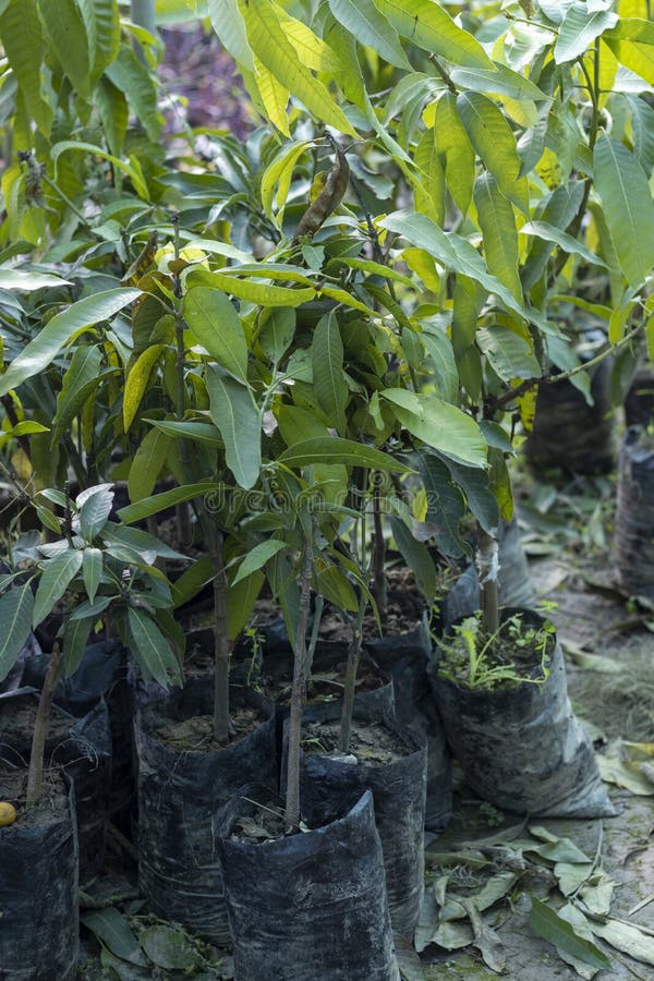 Mango Fruit Plants Seedlings in a Plastic Bags Stock Photo Image of