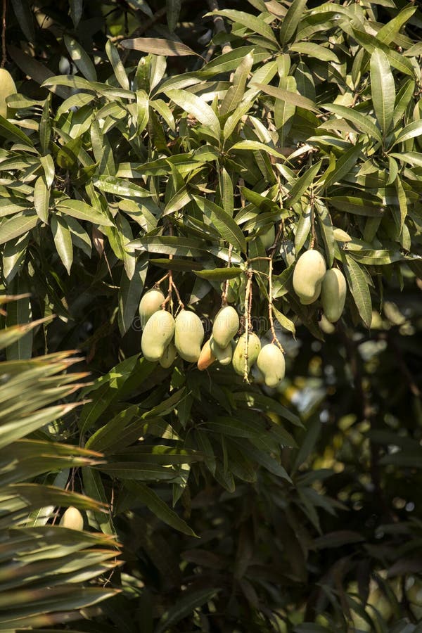Madagascar Mango Tree Stock Photos Free & RoyaltyFree Stock Photos