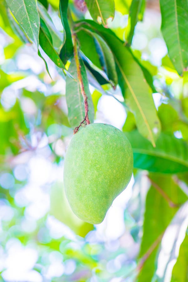 2,580 Mango Tree Fruit Growth Stock Photos Free & RoyaltyFree Stock