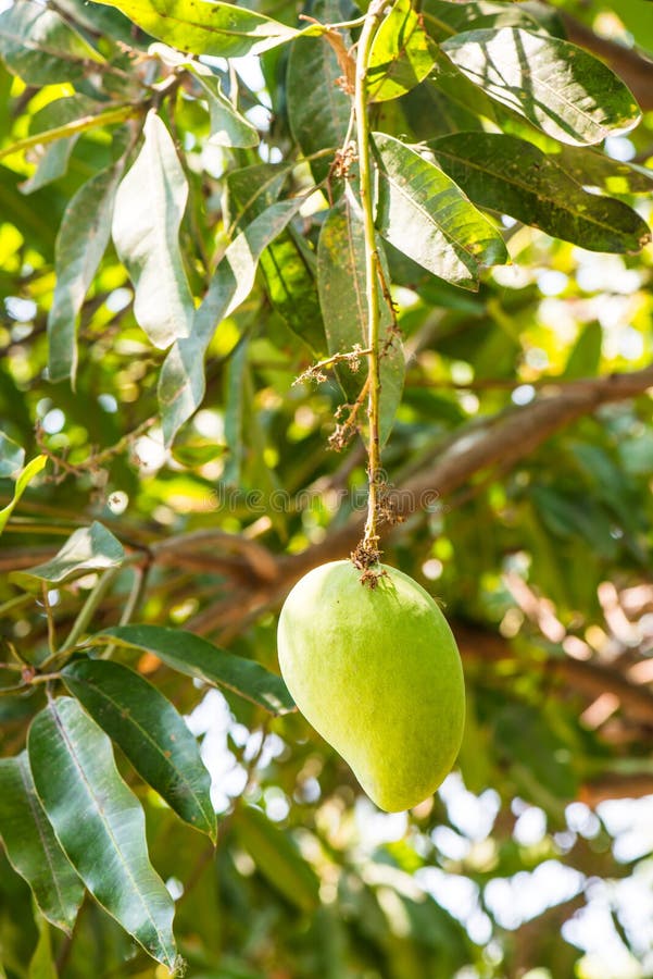 2,580 Mango Tree Fruit Growth Stock Photos Free & RoyaltyFree Stock