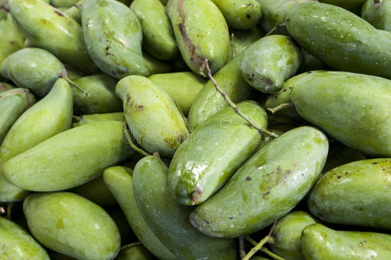 Mango fruit stock image. Image of delicious, mangos, vitamins 66950065