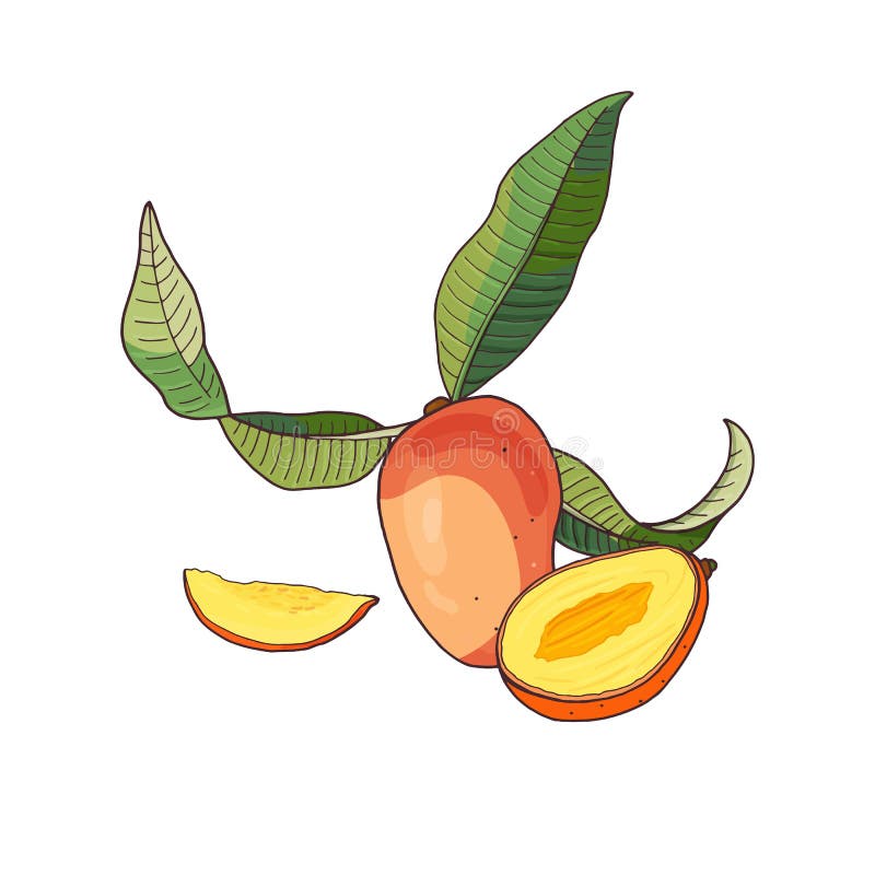mango Frutta tropicale con le fette e le foglie verdi su fondo bianco illustrazione di stock mango Frutta tropicale con le fette e le foglie verdi su fondo bianco illustrazione di stock