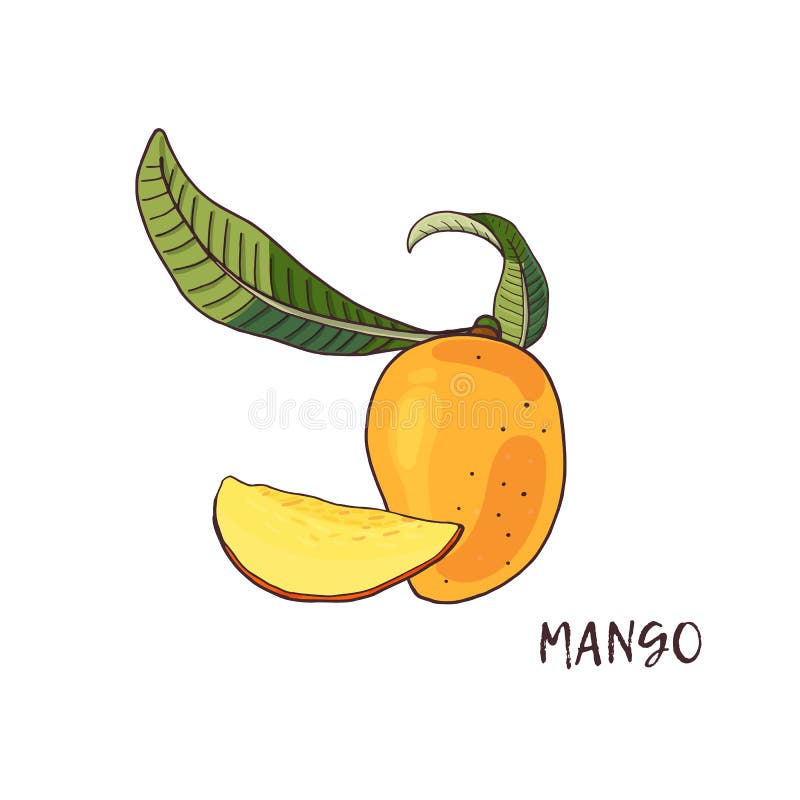 mango Frutta tropicale con le fette e le foglie verdi su fondo bianco illustrazione di stock mango Frutta tropicale con le fette e le foglie verdi su fondo bianco illustrazione di stock