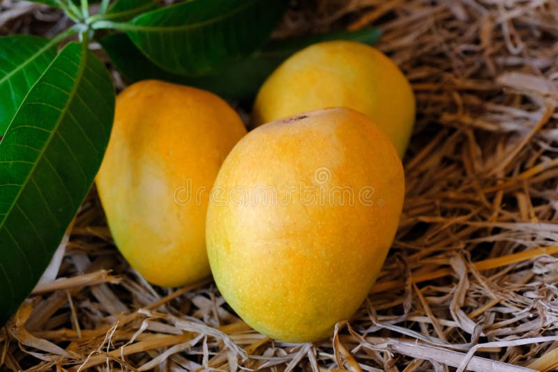 Mango galben proaspăt cu frunze recoltate royalty free stock image