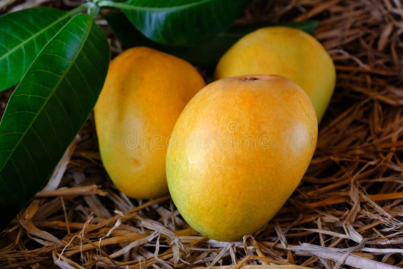 Mango galben proaspăt cu frunze recoltate royalty free stock photo