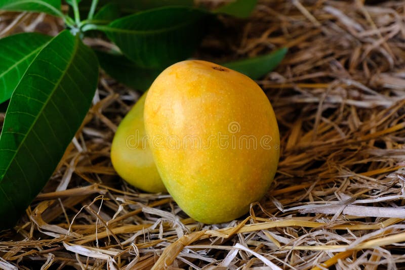 Mango galben proaspăt cu frunze recoltate stock photography