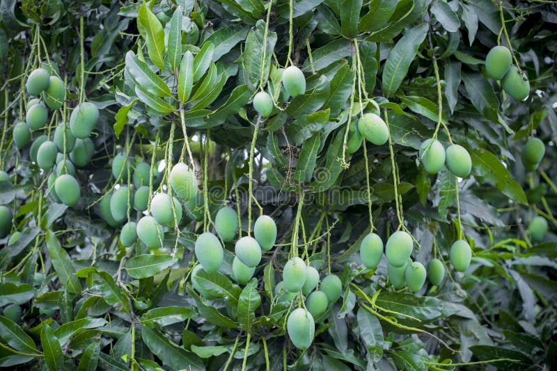 Some Mango growing on tree in areas district of Thakurgong, Bangladesh.