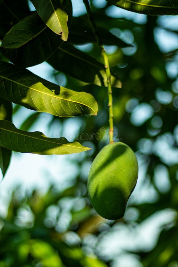 Mango kann Ihr Problem mit der belästigten Säure reduzieren, indem sie einfach rohe Mango kauen lizenzfreie stockfotos