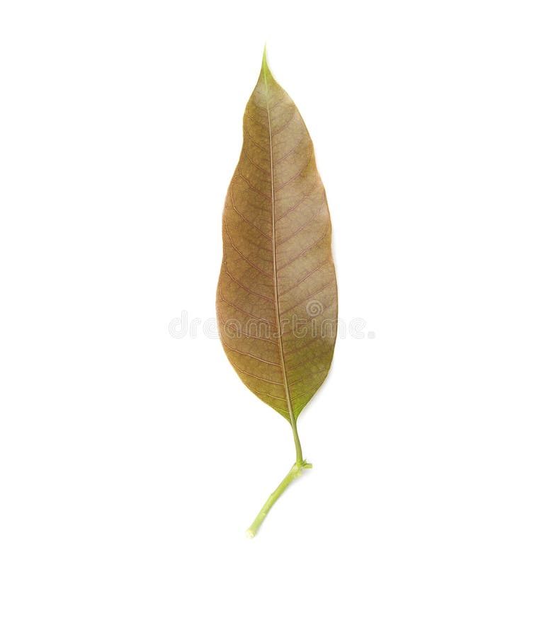 Mango leaf Green on a white background.