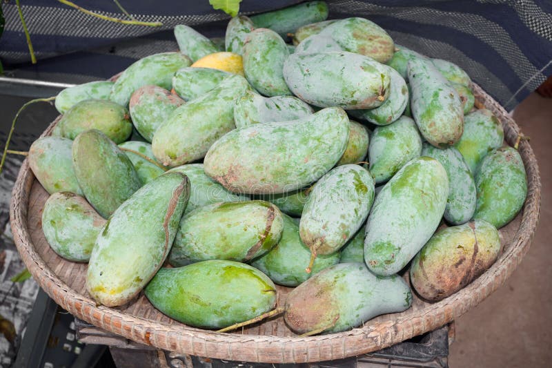 Mango Mangifera Indica Linn Stock Photo Image of mangos, dessert