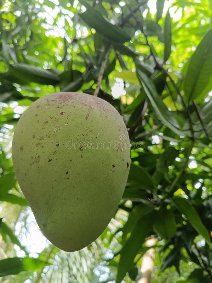 Mango weighing approximately 2 kg that is not yet ripe. Mango weighing approximately 2 kg that is not yet ripe