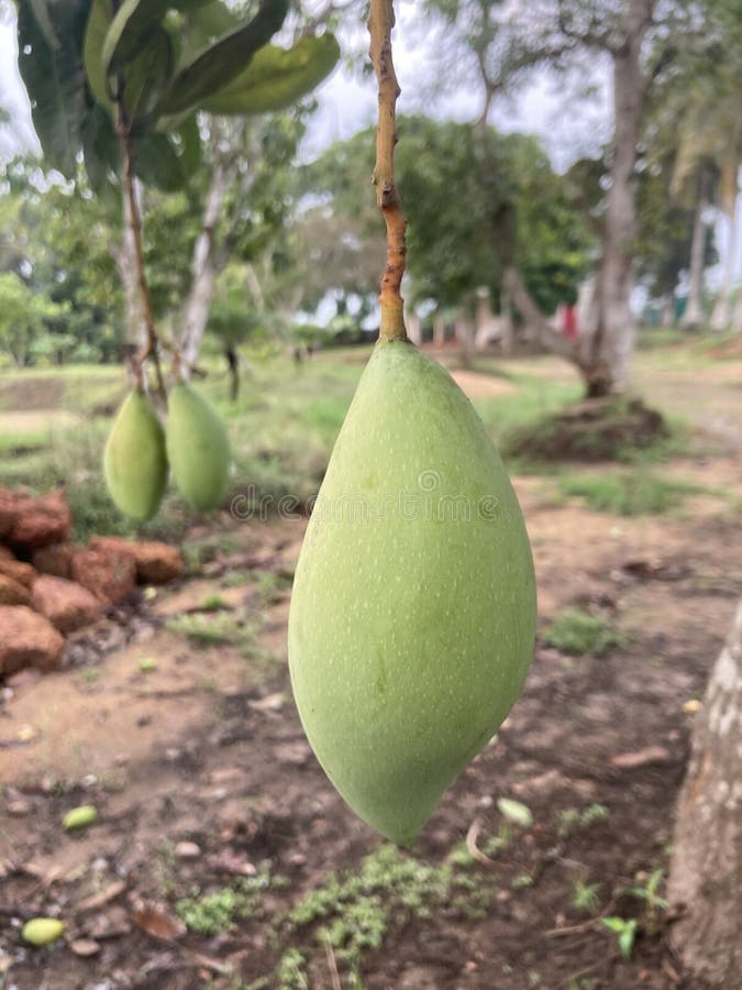 Mango stock photo. Image of indian, food, fruit, teste 273816200