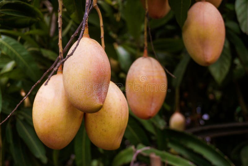 Mango rows in the garden. Red ripe mango enhances the beauty of the garden. Ripe mango is a favorite of everyone. stock photos Mango rows in the garden. Red ripe mango enhances the beauty of the garden. Ripe mango is a favorite of everyone. stock photos