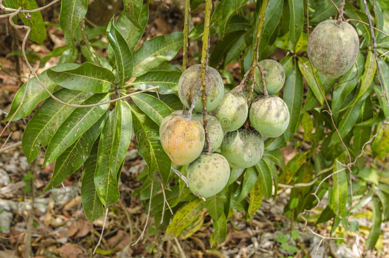 Mango's die door Stammen van Boom opschorten royalty-vrije stock afbeeldingen Mango's die door Stammen van Boom opschorten royalty-vrije stock afbeeldingen