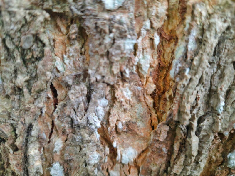 Mango Tree Bark Natural Curves and Cracks Stock Photo Image of bark, flower 251769626