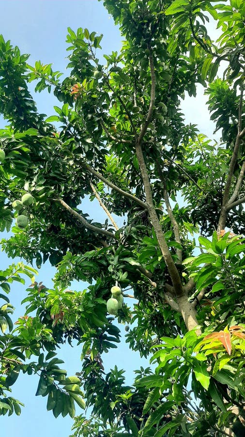 The Mango Tree is Bearing Fruit at a High Altitude Stock Photo Image