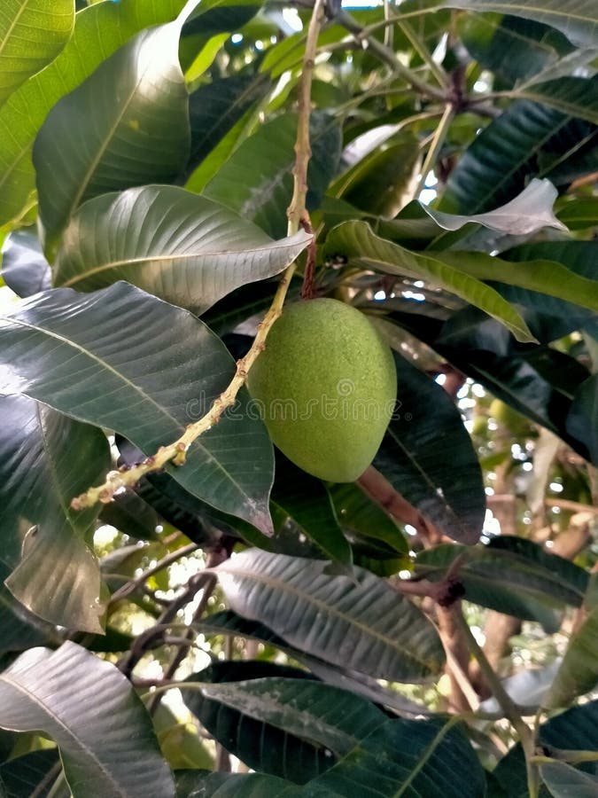 A Mango Tree that Bears Fruit and Its Fruit Hangs Down Stock Photo