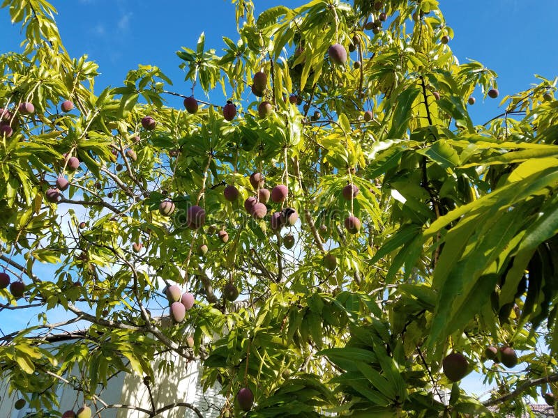 Mango tree in Florida stock photo. Image of indica, lots 117880258