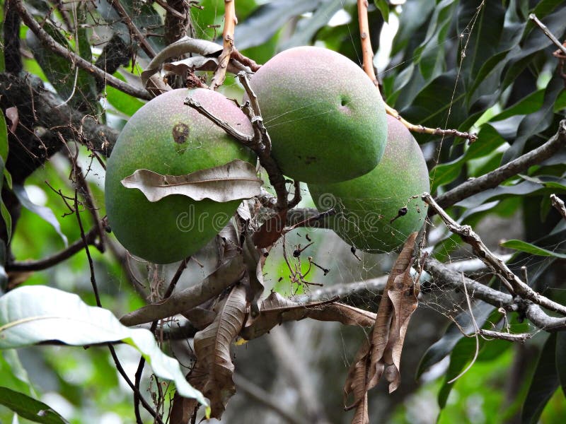 Mango Tree (Mangifera Indica) Stock Image Image of healthy, mango