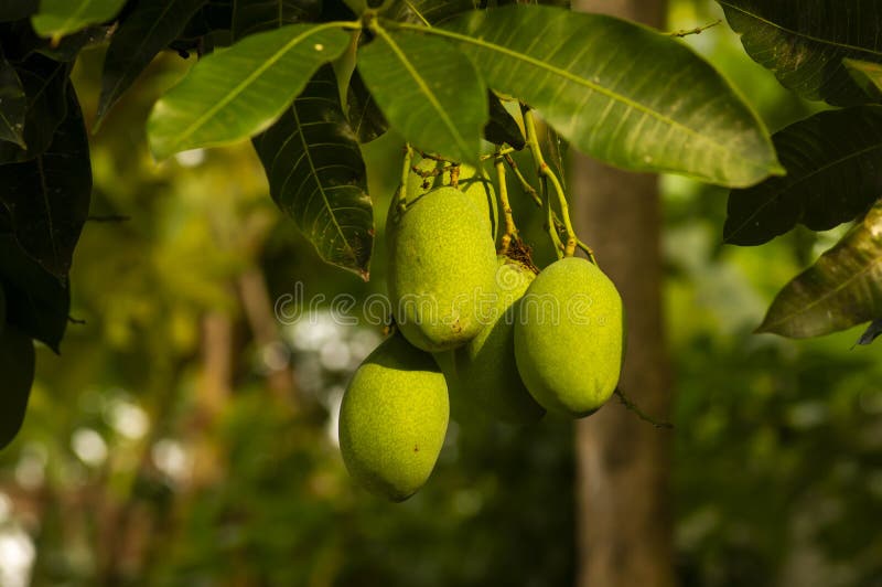 A Mango Tree (Mangifera Indica) with Green Fruits Stock Photo Image of health, organic 259001454