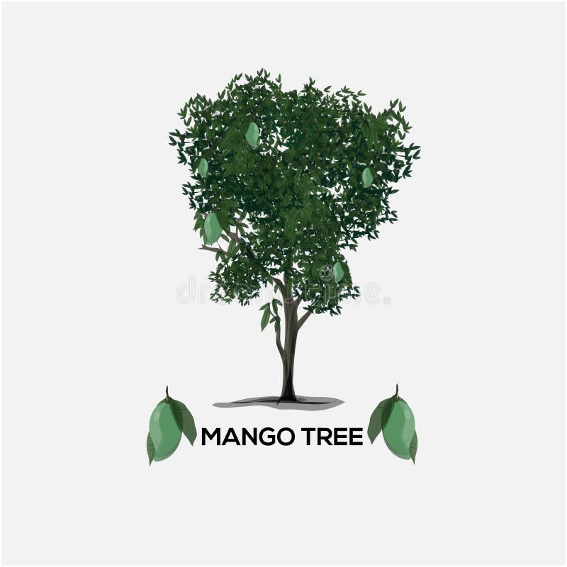 Mango tree big